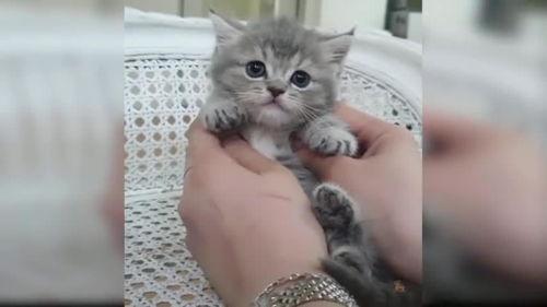 可爱小猫视频,跟随可爱小猫的欢快舞步