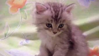 可爱小猫视频,跟随可爱小猫的欢快舞步