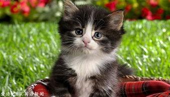 可爱小猫视频,跟随可爱小猫的欢快舞步