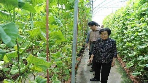 真千金爆料引全家吃瓜,全家陷入吃瓜狂欢