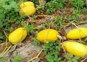 今日四川瓜价多少钱一斤,一斤多少钱？