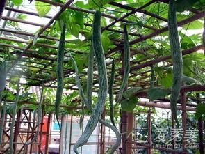 今日蛇瓜价格行情