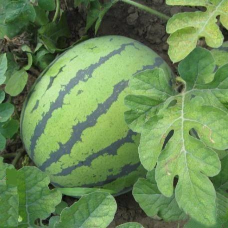 云南七叶瓜今日售价多少,售价揭晓！”