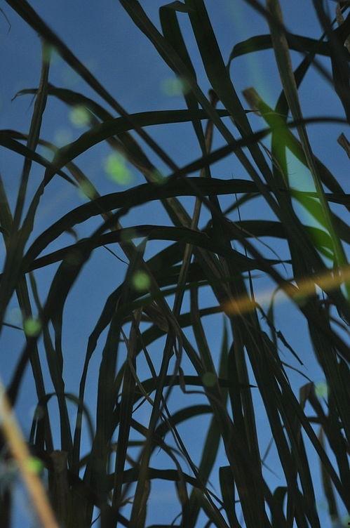 青苹视频,探索新媒体时代的视觉盛宴