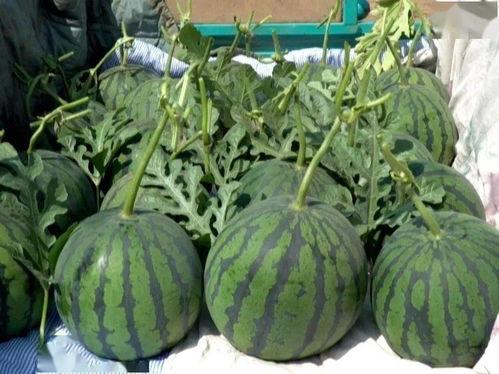 漯河市小吊瓜5月20号今日行情,价格波动，市场供需分析”