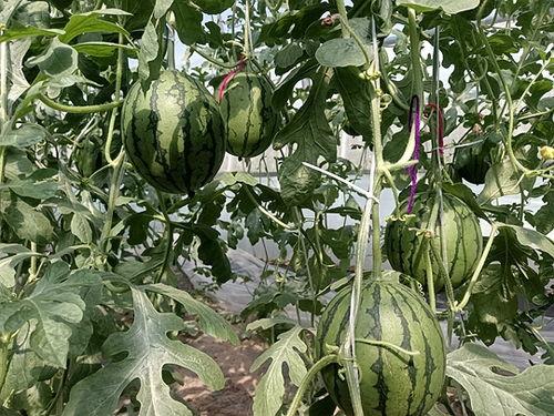 漯河市小吊瓜5月20号今日行情,价格波动，市场供需分析”