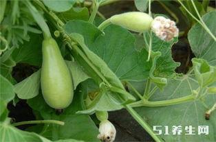 糖尿病吃黑瓜有效吗,效果如何？