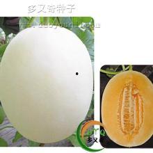 山东莘县厚皮瓜今日价格,市场行情一览”