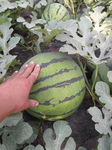 山东莘县厚皮瓜今日价格,市场行情一览”