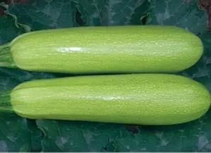 山东莘县厚皮瓜今日价格,市场行情一览”