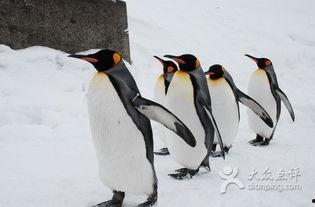 企鹅吃瓜爆料图片高清