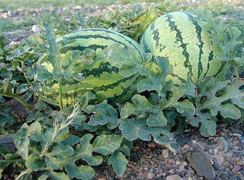 义乌批发宁夏硒砂瓜今日行情,今日行情一览”