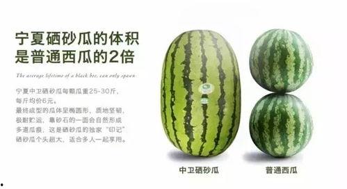 义乌批发宁夏硒砂瓜今日行情,今日行情一览”