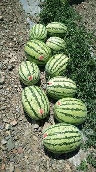 义乌批发宁夏硒砂瓜今日行情,今日行情一览”