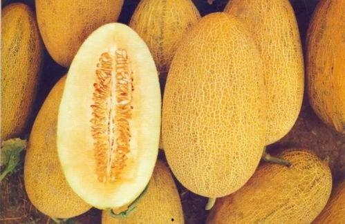 太原哈密瓜今日价位,价格亲民！