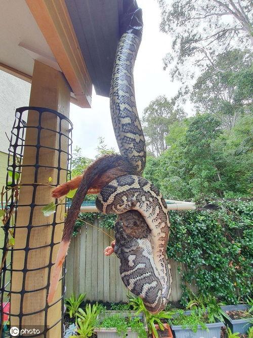 入腹视频,揭秘人体内部神秘世界